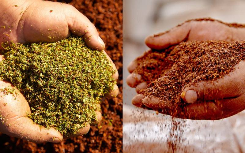 What Are the Differences Between Red and Green Rooibos?