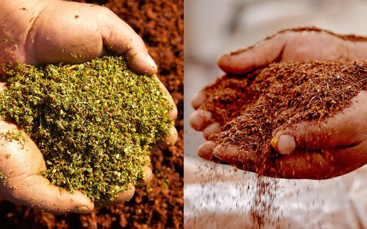 What Are the Differences Between Red and Green Rooibos?