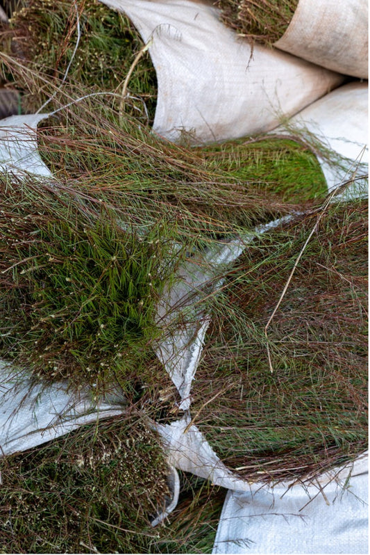 how rooibos tea is made - harvest to cup rooibos goodness