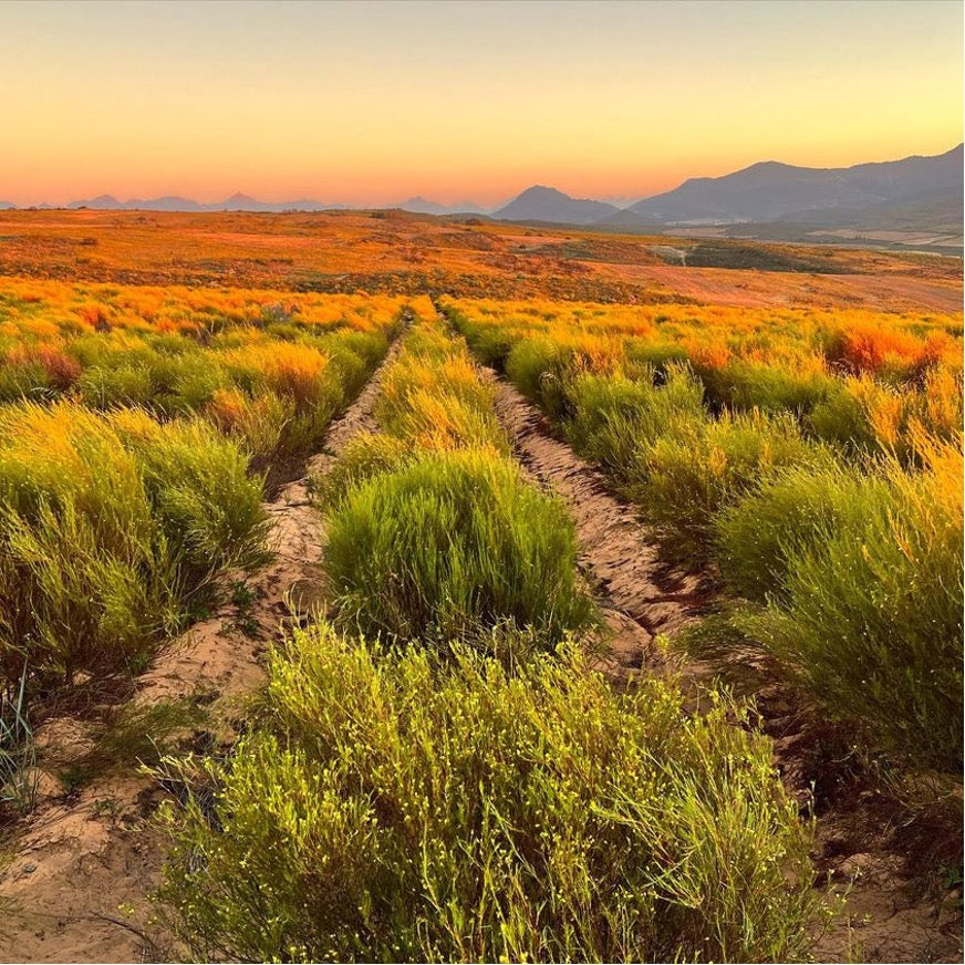 Where does Rooibos come from and what is it